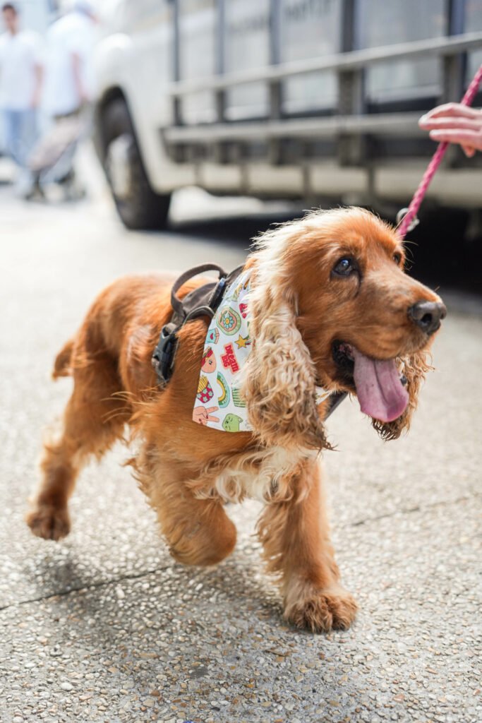 Pet product branding shoot for Woofgang – dog accessories in a French countryside setting.