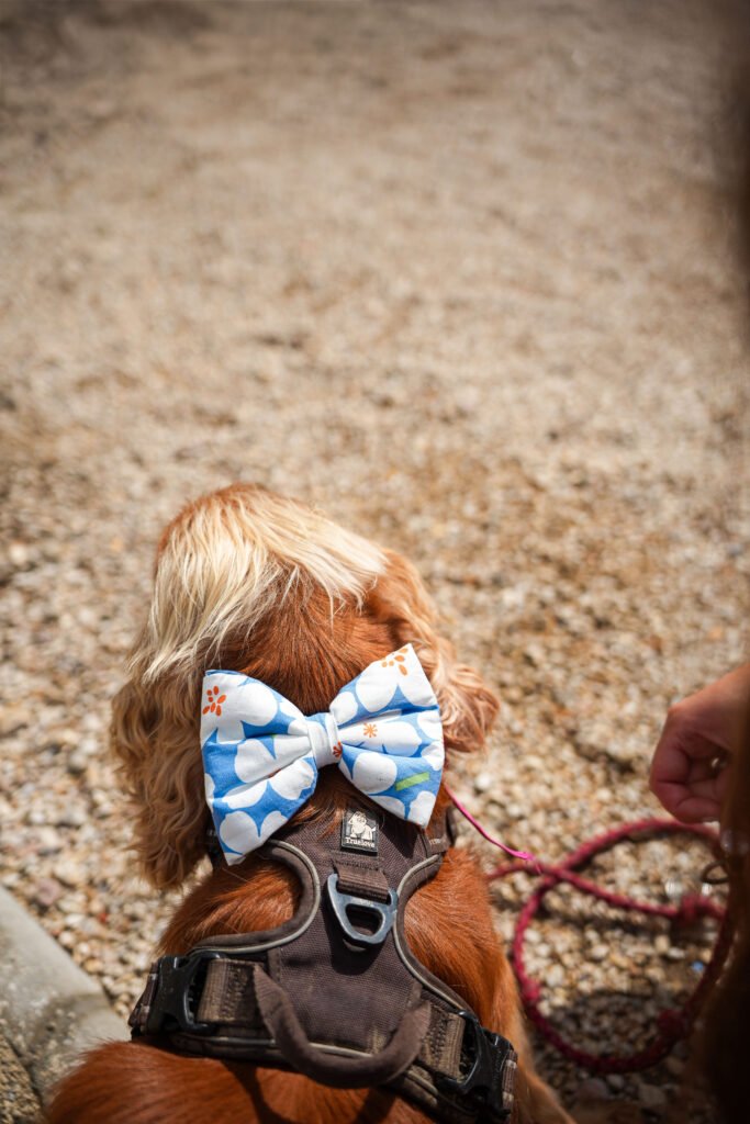 Pet product branding shoot for Woofgang – dog accessories in a French countryside setting.