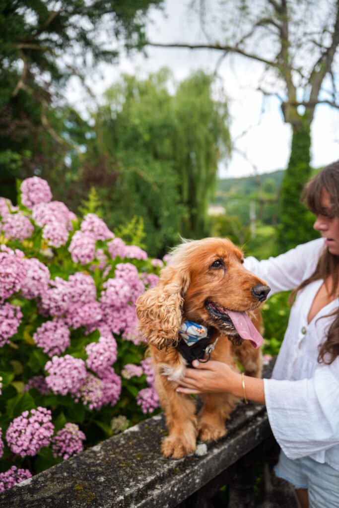 Pet product branding shoot for Woofgang – dog accessories in a French countryside setting.