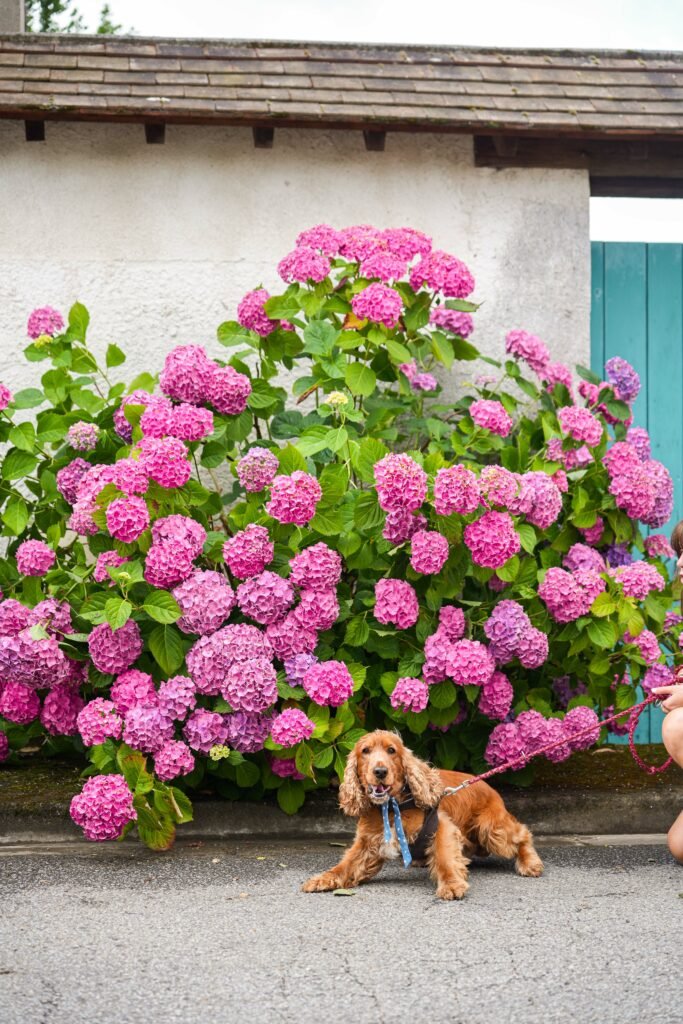 Pet product branding shoot for Woofgang – dog accessories in a French countryside setting.